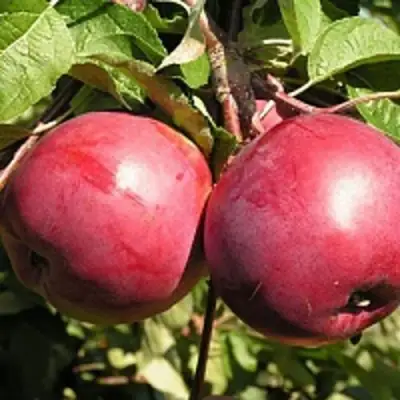 Яблоня ДАРУНАК в Гомеле