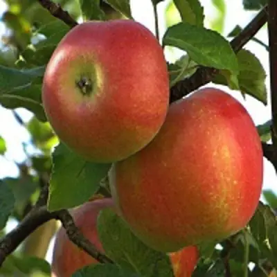 Яблоня ПЕРСИКОВАЯ в Гомеле