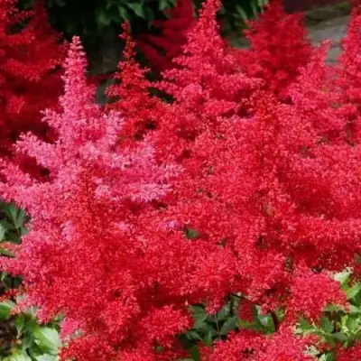 Астильба ЭТНА Арендса в Гомеле