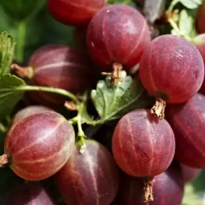 Крыжовник ХИННОМАКИ РОТ в Гомеле