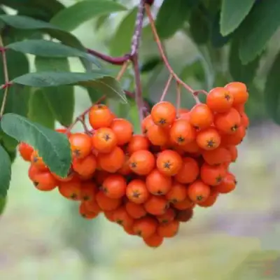 Рябина ВЕФЕД сладкоплодная в Гомеле