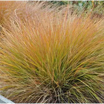 Осока БРОНЗОВЫЕ КУДРИ в Гомеле