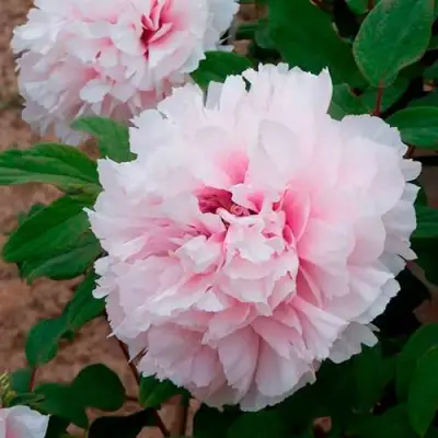 Пион ПЕРСИК ПОД СНЕГОМ древовидный в Гомеле