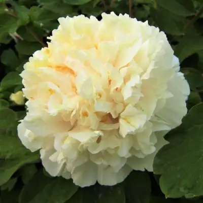 Пион НЕЖНЫЙ ГОЛОС древовидный в Гомеле