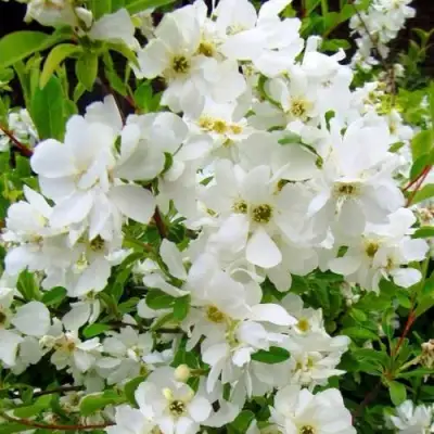 Экзохорда ЗЕ БРАЙД в Гомеле