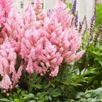Астильба ЛУК ЭТ МИ японская в Гомеле