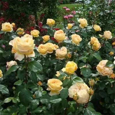 Роза КЕНДЛАЙТ чайно-гибридная в Гомеле