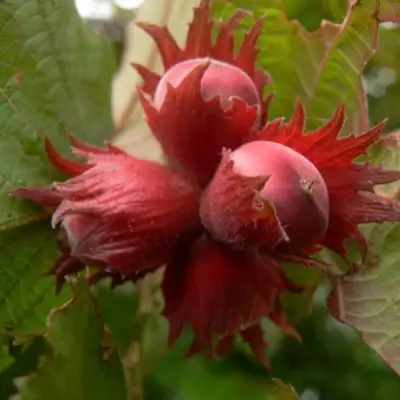 Фундук МОСКОВСКИЙ РУБИН в Гомеле