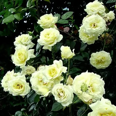 Роза ЭЛЬФ плетистая в Гомеле