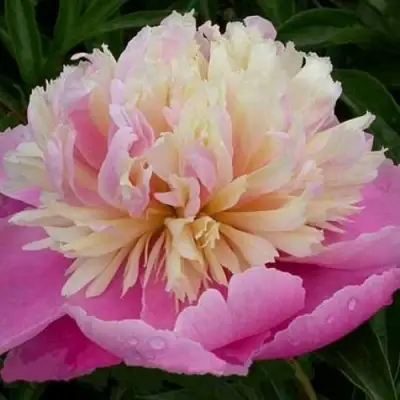 Пион ВЕСЕННЯЯ ПАЛИТРА травянистый в Гомеле