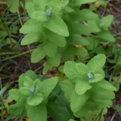 Мята АПФЕЛМИНЦЕ в Гомеле