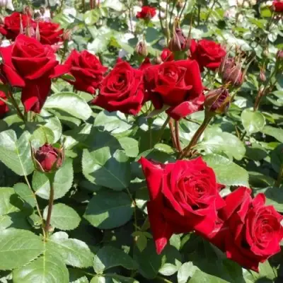 Роза ЭКСПЛОРЕР чайно-гибридная в Гомеле