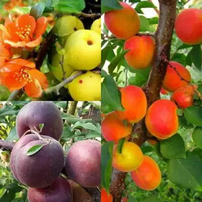 Комплект САД ДЛЯ ГУРМАНА в Гомеле