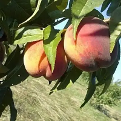 Персик СОФГАФЕН в Гомеле