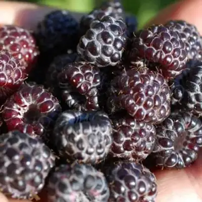 Малина БРИСТОЛЬ в Гомеле