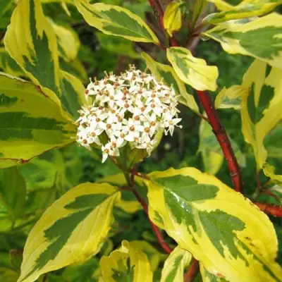 Дерен ШПЕТА белый в Гомеле