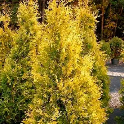 Туя ЕВРОПА ГОЛД западная в Гомеле