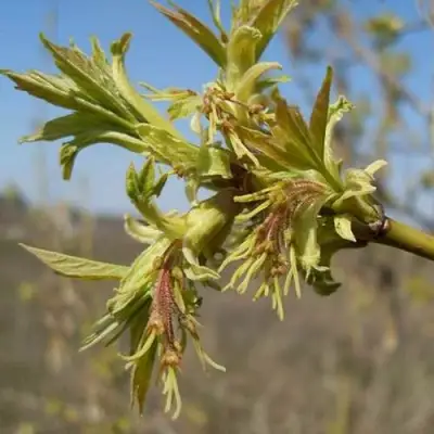 Клен ясенелистный в Гомеле
