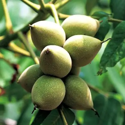 Орех МАНЬЧЖУРСКИЙ в Гомеле