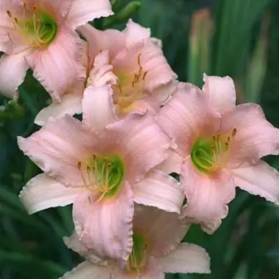 Лилейник ЛАКШЕРИ ЛЕЙС гибридный в Гомеле