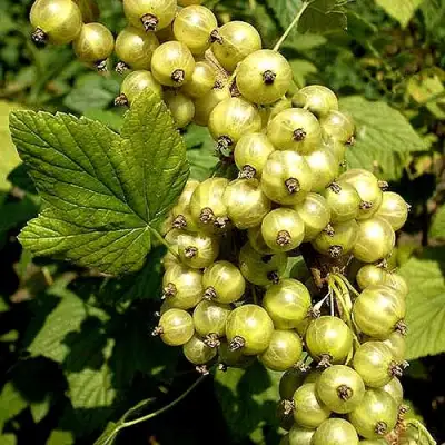 Смородина зеленоплодная СНЕЖНАЯ КОРОЛЕВА в Гомеле