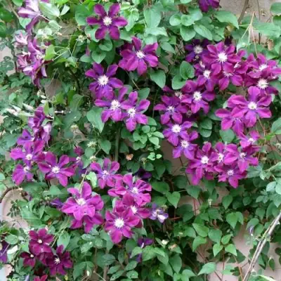 Клематис ГЕРОИ ВАРШАВЫ в Гомеле