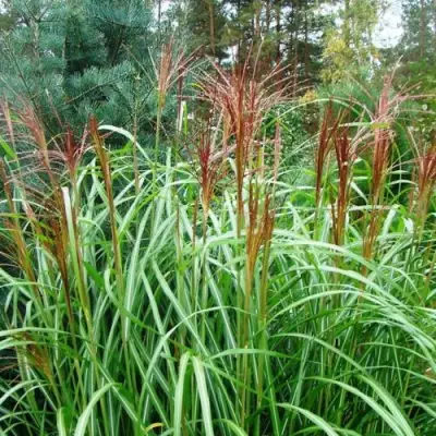 Мискантус МАЛЕПАРТУС китайский  в Гомеле