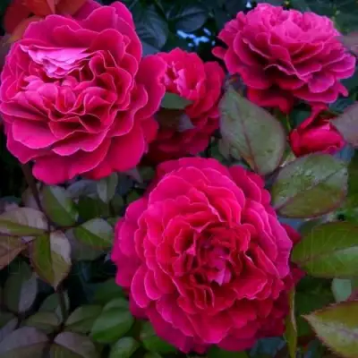 Роза БЕЛЬВЬЮ чайно-гибридная в Гомеле