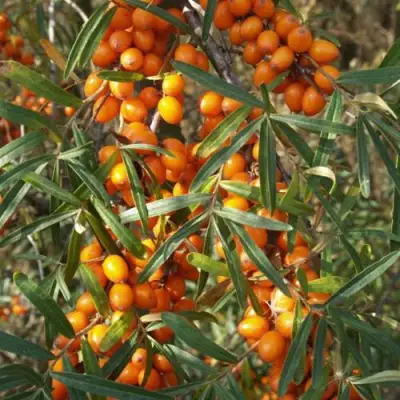 Облепиха РОСИНКА в Гомеле