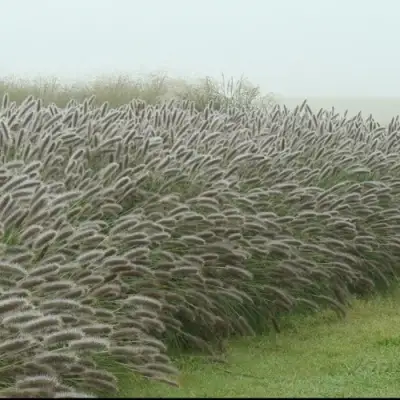 Пеннисетум ЛЕДИ Ю в Гомеле