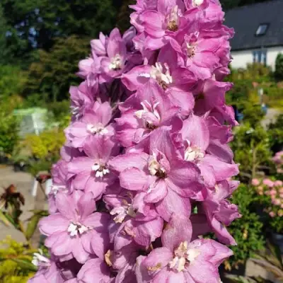 Дельфиниум АСТОЛАТ тихоокеанский в Гомеле