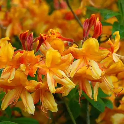 Азалия ОРАНЖ ХИТ листопадная в Гомеле