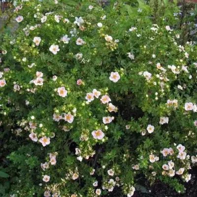 Лапчатка ПИНК КВИН кустарниковая в Гомеле