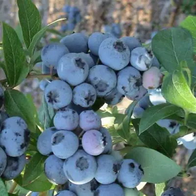 Голубика НОРТЛАНД в Гомеле