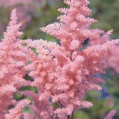 Астильба ГЛИТТЕР ЭНД ГЛАМУР китайская в Гомеле