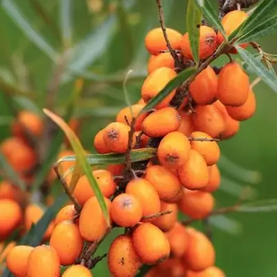 Облепиха АЛТАЙСКАЯ в Гомеле