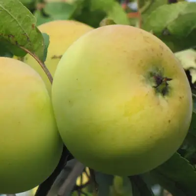 Яблоня РОССИЯНКА в Гомеле