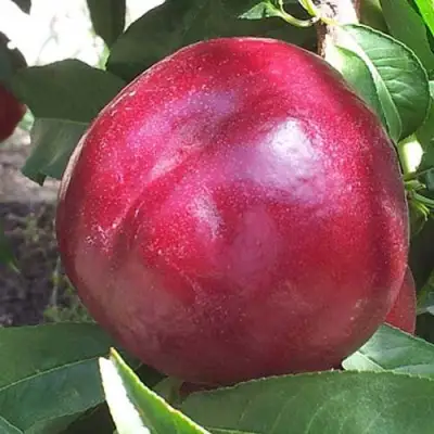 Нектарин ЭКСТРИМ БЬЮТИ в Гомеле