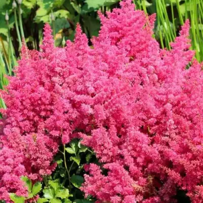 Астильба САННИ ДЕЙ гибридная в Гомеле