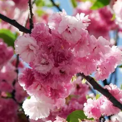 Сакура ПИНК ПЕРФЕКШН в Гомеле