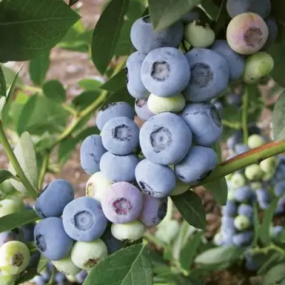 Голубика ЛИБЕРТИ в Гомеле