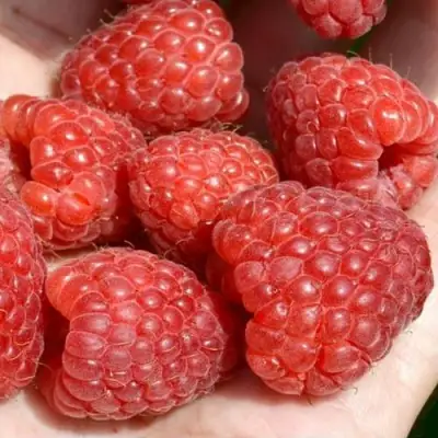 Малина ХЕРИТЕЙДЖ в Гомеле