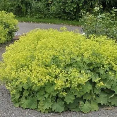 Манжетка ТРИЛЛЕР мягкая в Гомеле