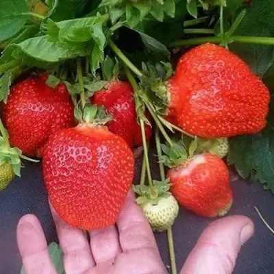 Клубника АЗИЯ в Гомеле