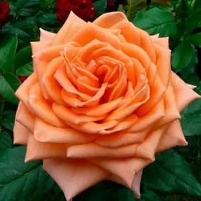 Роза ЭЛЬДОРАДО чайно-гибридная в Гомеле