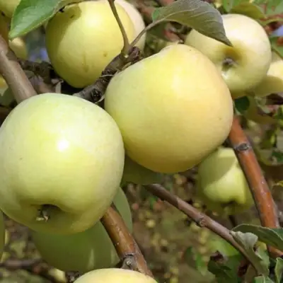 Яблоня АНТОНОВКА ОБЫКНОВЕННАЯ в Гомеле