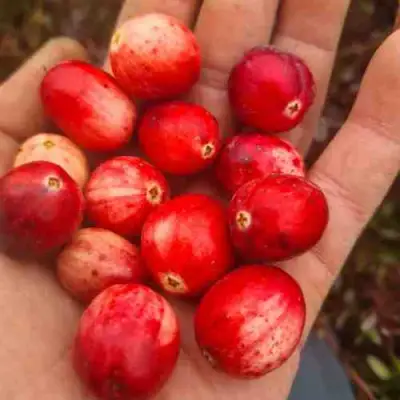 Клюква СТАНКОВИЧ в Гомеле