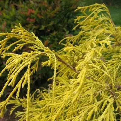 Кипарисовик ВАВЕЛ горохоплодный в Гомеле