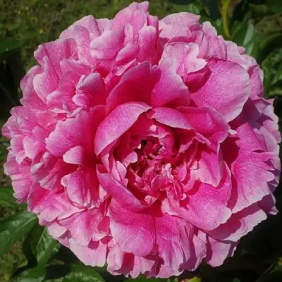 Пион ЗЕ ФОН травянистый в Гомеле