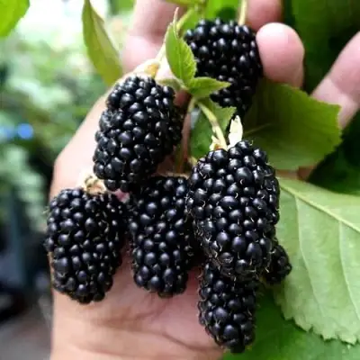 Ежевика ПРАЙМ АРК 45 ремонтантная   в Гомеле